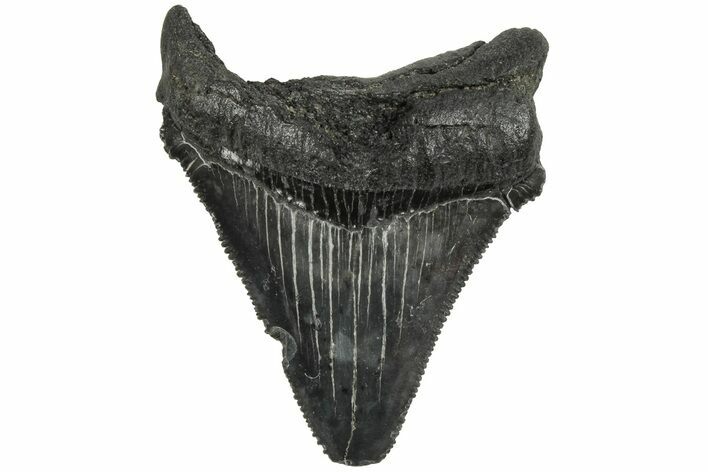 Serrated, 2.1" Chubutensis Tooth - Megalodon Ancestor